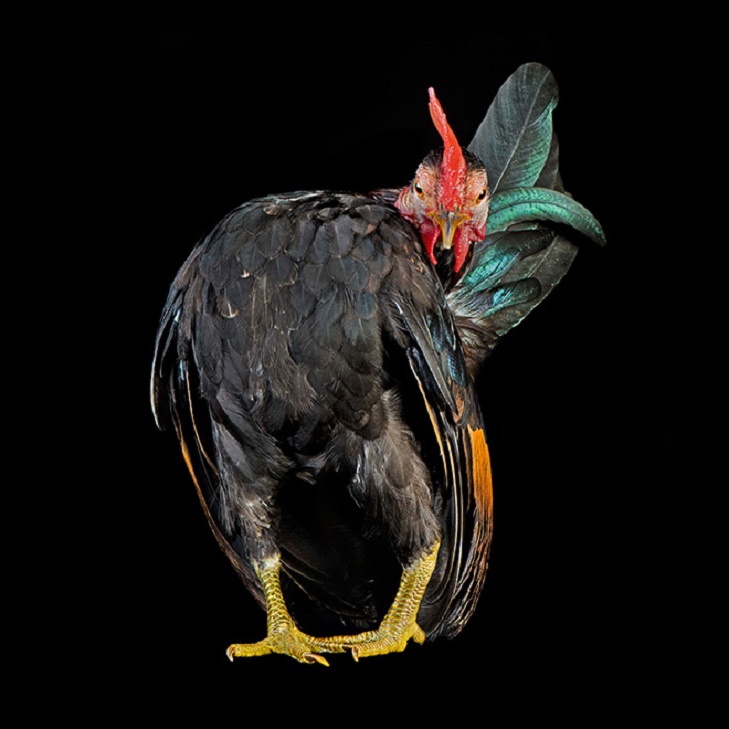 Куриный конкурс красоты фотографа Эрнеста Гох