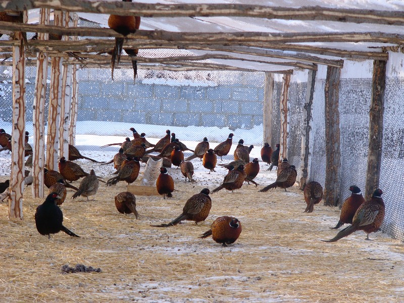 Обыкновенный фазан – содержание в вольере, продуктивные характеристики