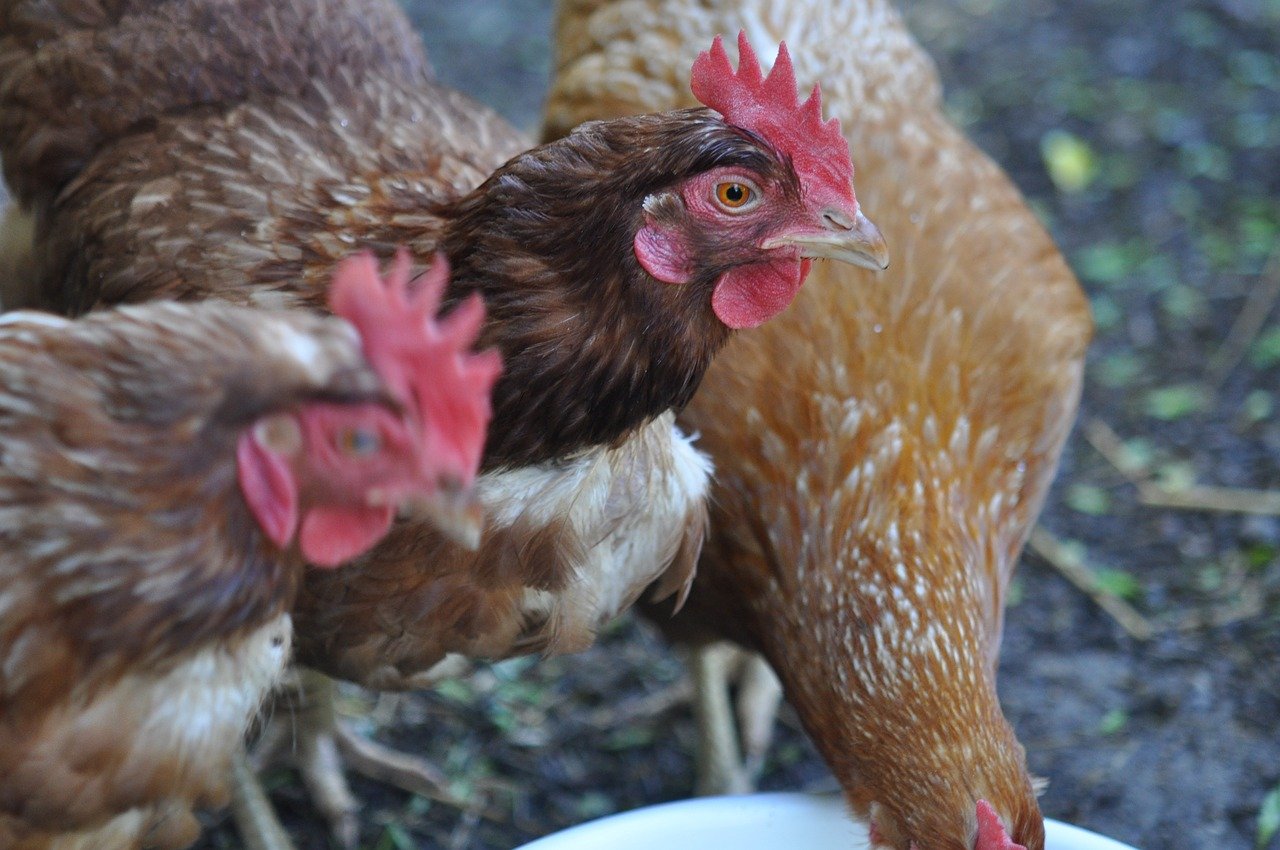 Пенедесенка - мясо-яичная порода кур. Описание, характеристика, выращивание и уход, инкубация