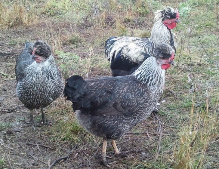 Киргизская серая порода кур – описание, фото и видео