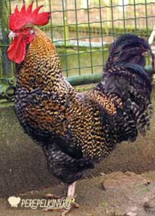 Арсхотц порода кур – описание, содержание и фото