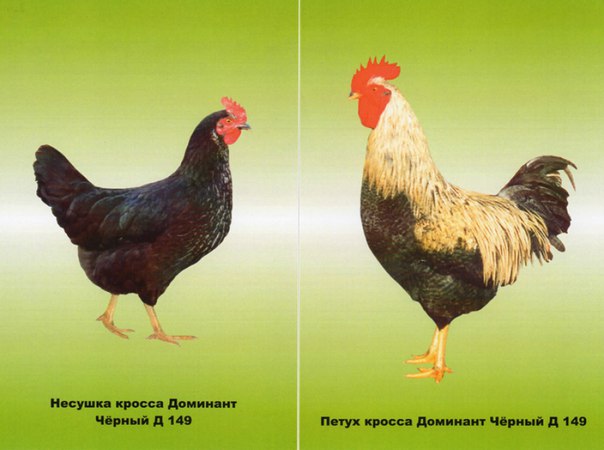 Доминант порода кур – описание, фото и видео