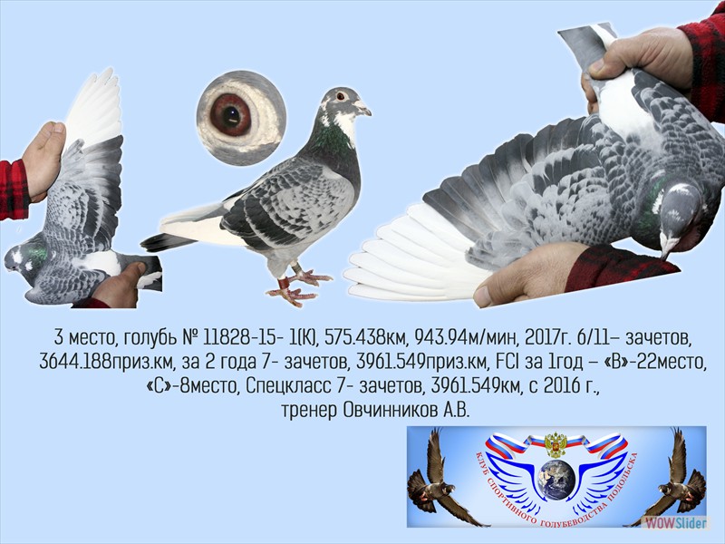 Бельгийский почтовый голубь – описание характеристик и летных качеств