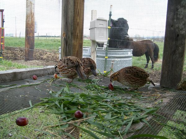 Разведение птицы в домашних условиях на даче или в саду