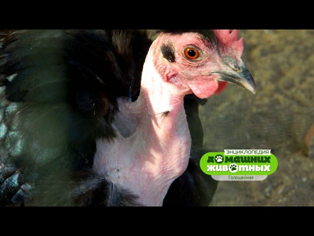 Трансильванская порода кур голошейная – описание, фото и видео
