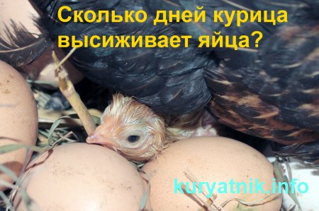 Петух сидит в гнезде для кур: почему и зачем он это делает?