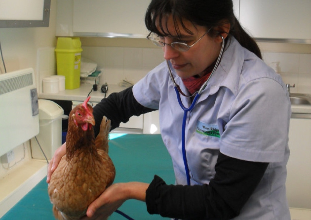 Колибактериоз у кур: симптомы и лечение. Цыплятам-бройлерам требуется особое внимание