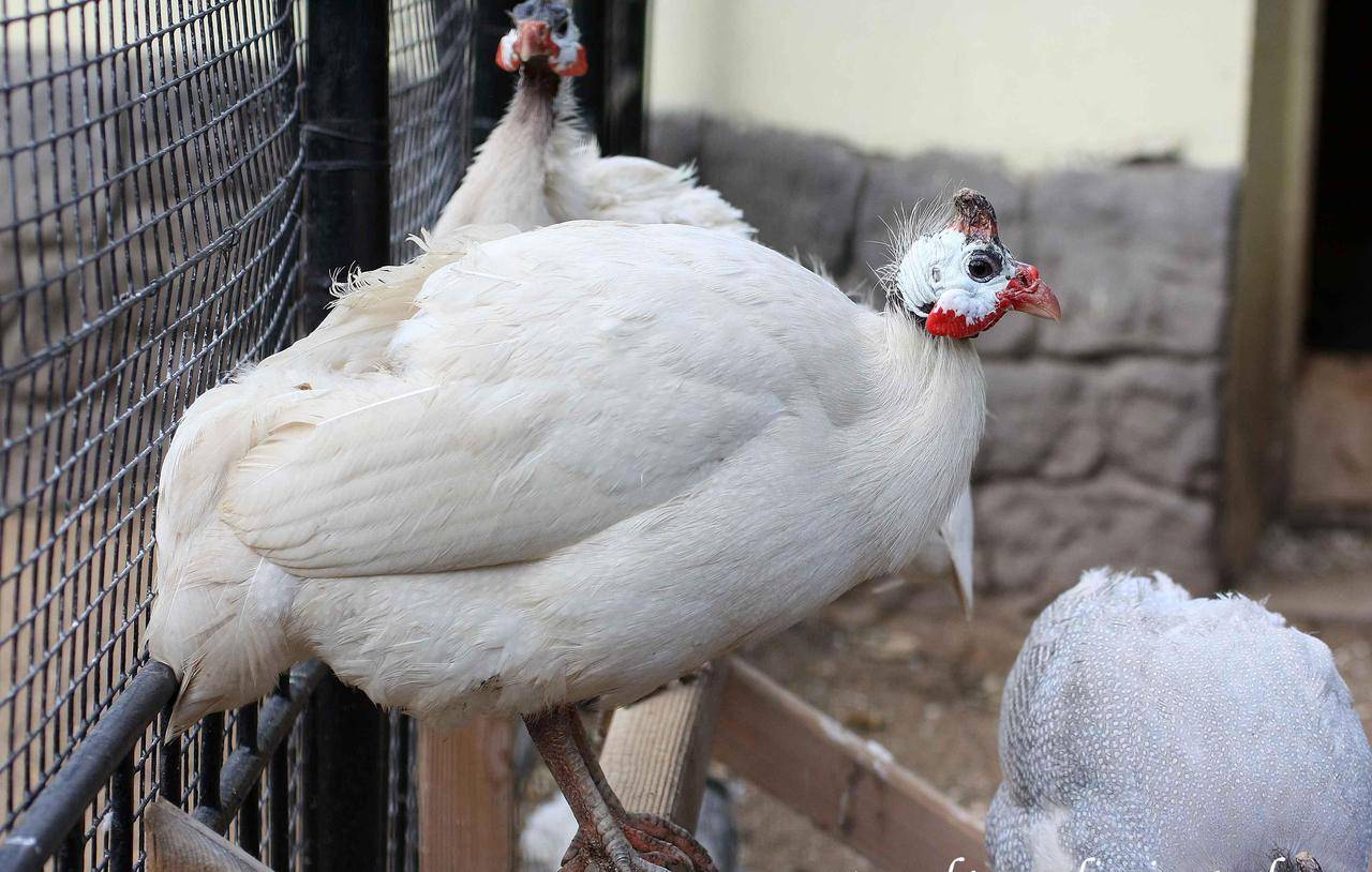 Цесарка белая сибирская – как правильно содержать, чем кормить