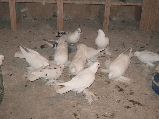 Моздокская бойная порода голубей – летные характеристики и особенности