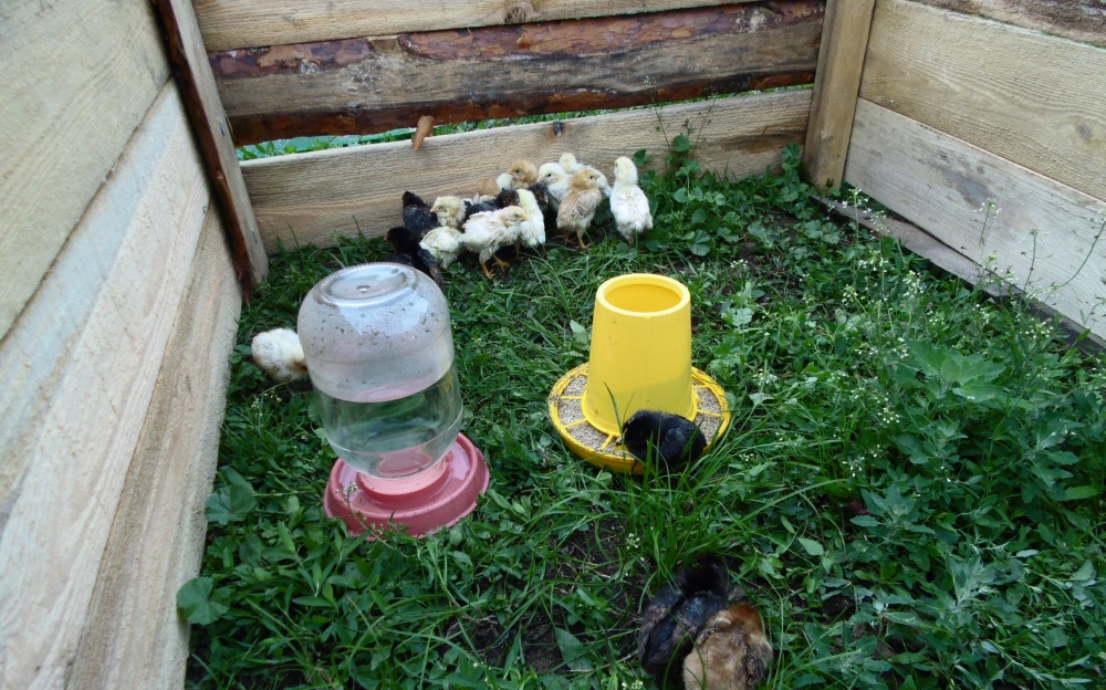 Как самостоятельно вырастить цыплят дома весной