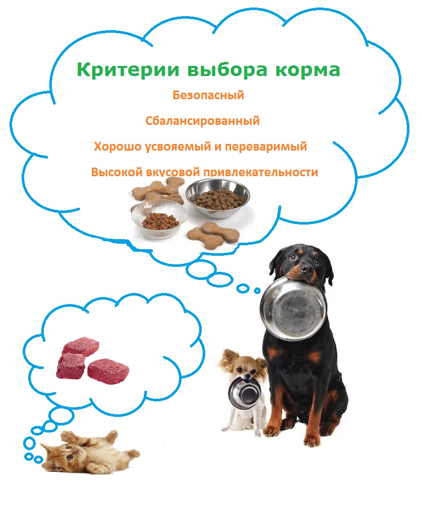 Рекомендации по выбору собачьего корма