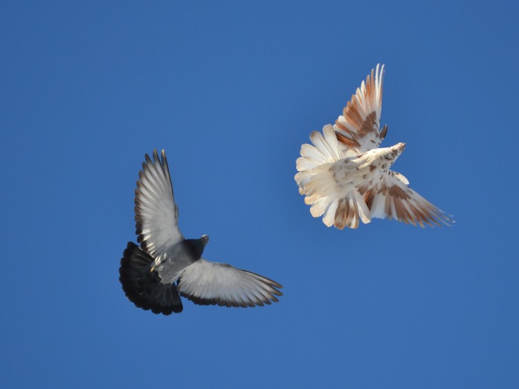Порода мелитопольских голубей – характеристики и условия содержания