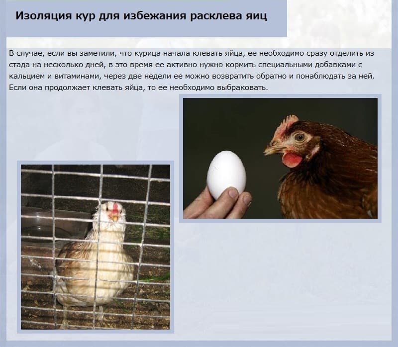 7 самых важных причин, почему курицы перестают нести яйца