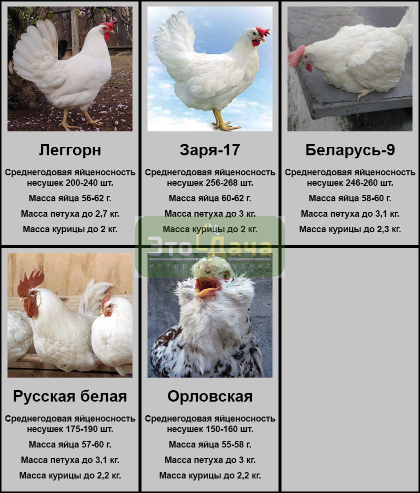 Обзор лучших мясо-яичных пород кур