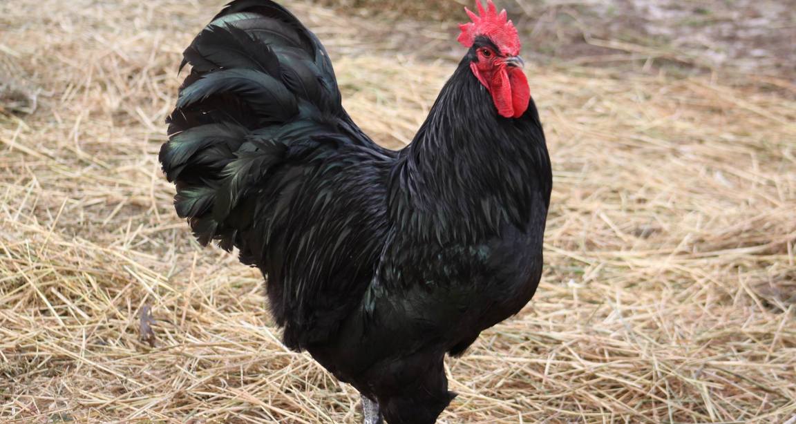 Лангшан порода кур – описание, фото и видео