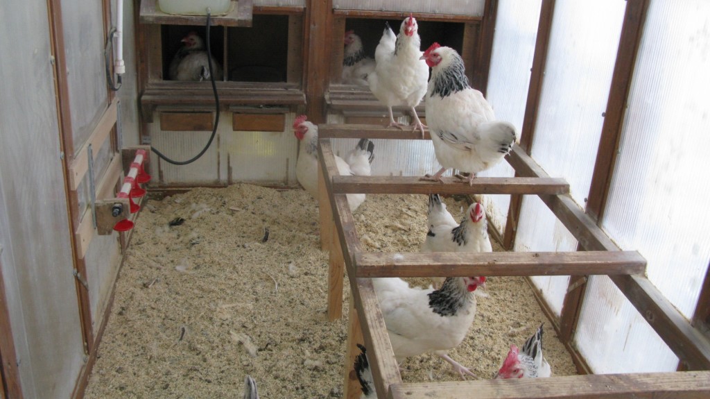 Цыплятам в 6-8 недель пора переезжать в курятник на улицу