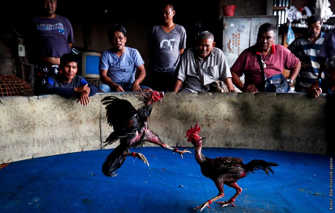 Мадагаскарская - бойцовая порода кур. Описание, содержание и уход, разведение, кормление, отзывы