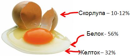Сколько грамм скорлупы в яйце. Состав яйца белок и желток. Скорлупа желток и белок. Состав белка и желтка куриного яйца. Из чего состоит желток.