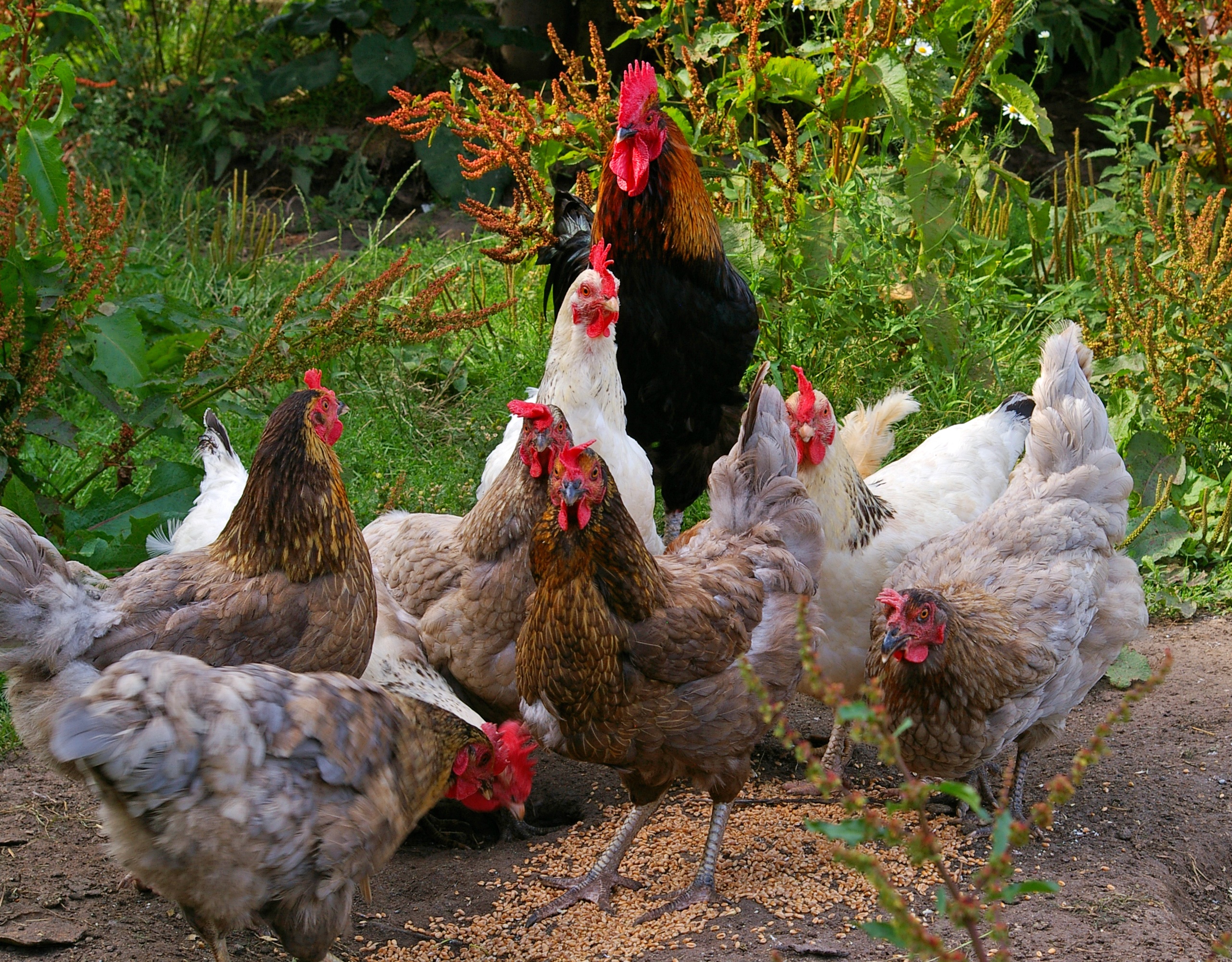 Сколько живут курицы-несушки, бройлеры и петухи в домашних условиях?