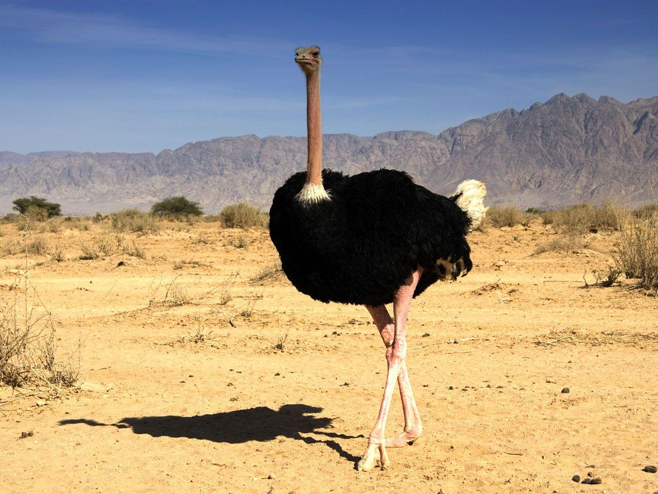 Сколько лет живет красивая и крупная птица страус