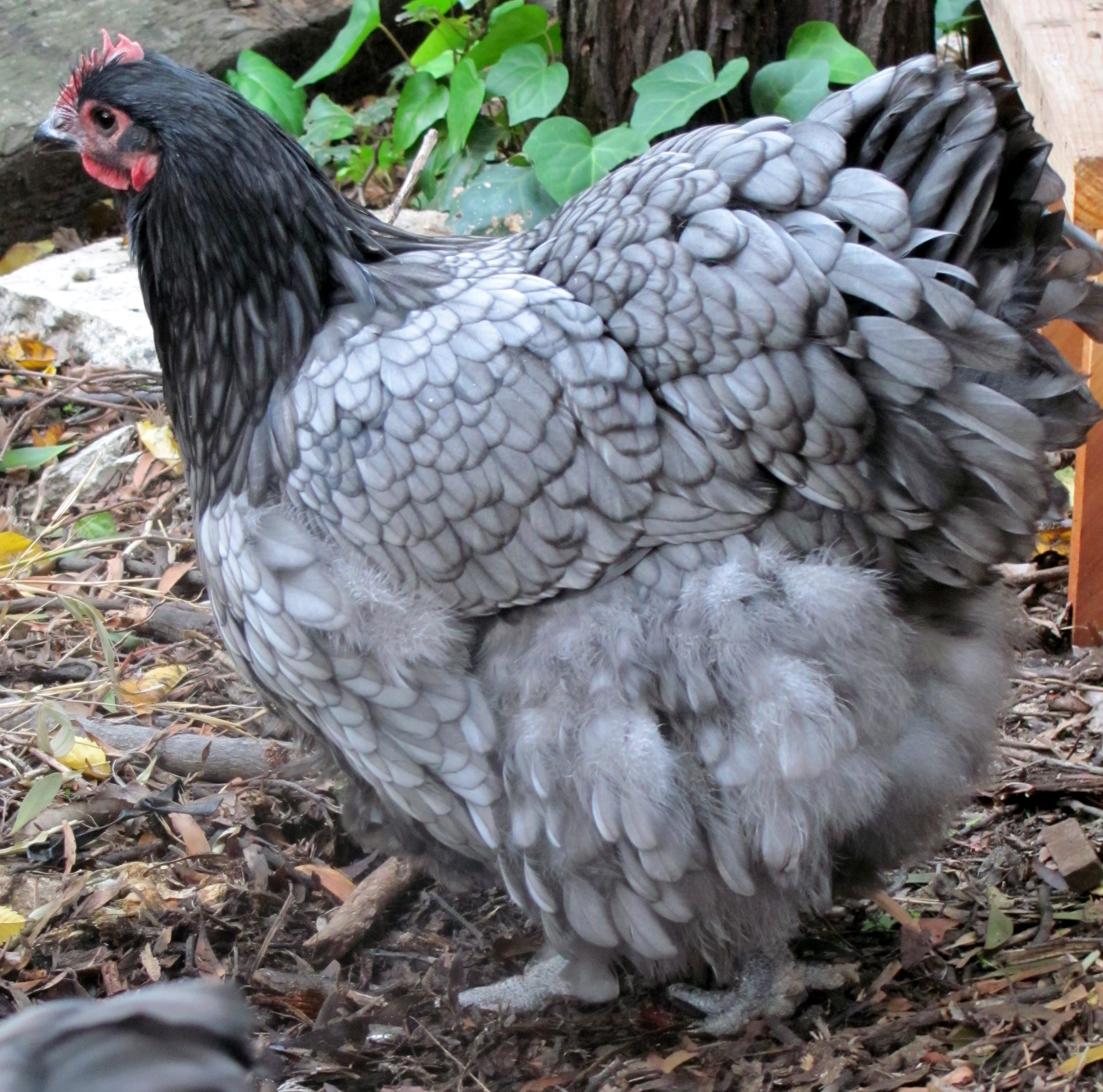 Андалузская голубая порода кур