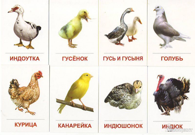 Домашние птицы — виды и группы, фото и видео