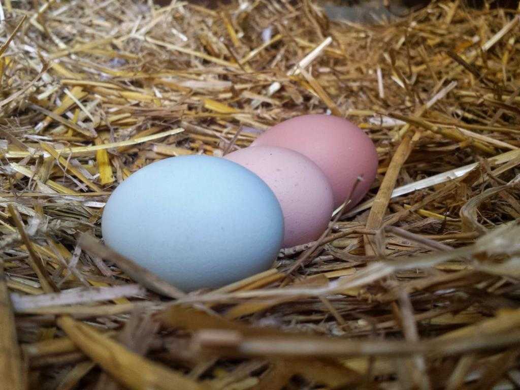 Куры несут мелкие яйца