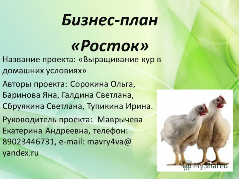 Проект разведения кур