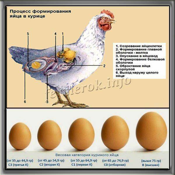 Как определить, какие курицы несутся, а какие – нет