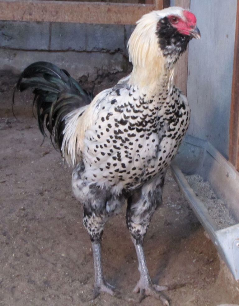 Гилянская порода кур – описание, фото и видео