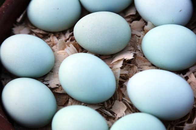 Какие куры несут голубые и зеленые яйца? Породы, их описание, содержание и кормление