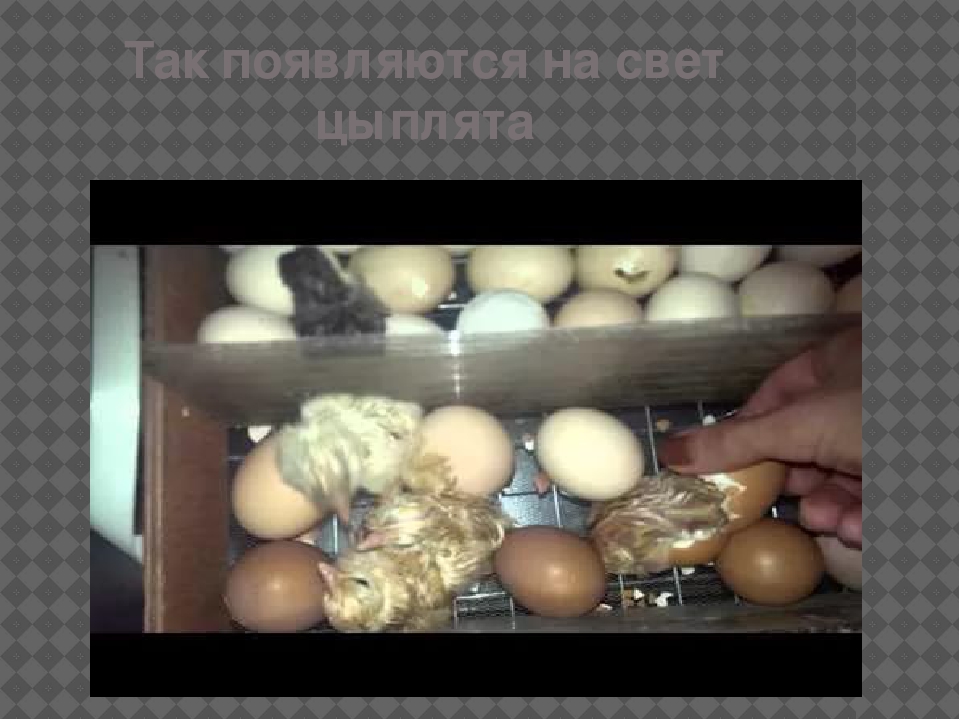Вывод цыплят в инкубаторе в домашних условиях: отбор и закладка яиц, режимы температуры и влажности, ошибки