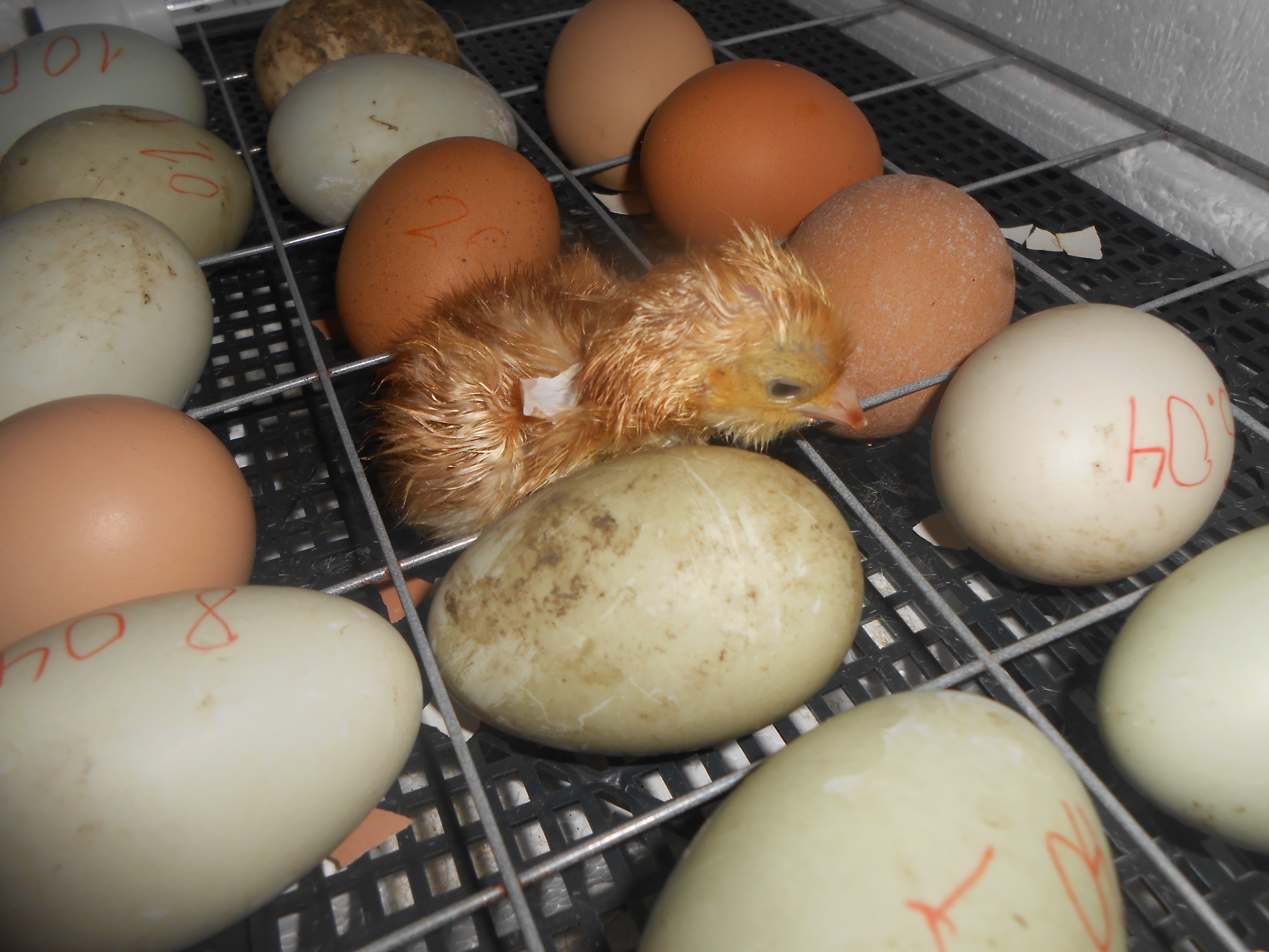 Как вырастить цыпленка из яйца магазинного и возможно ли это?