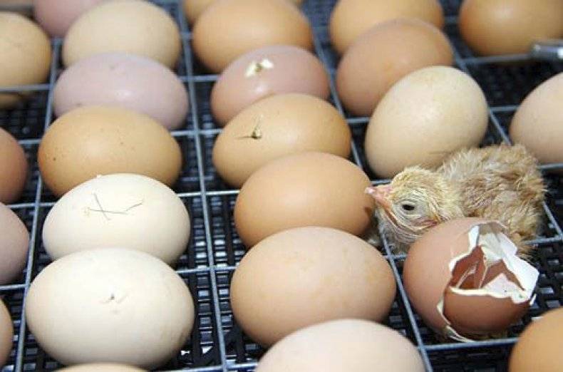 Инкубация голубиных яиц в инкубаторе: особенности и срок выведения