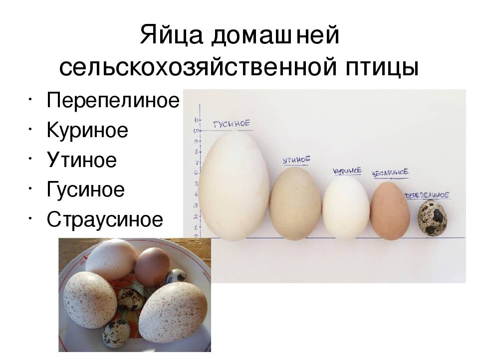 Сколько яиц в день несет перепелка?