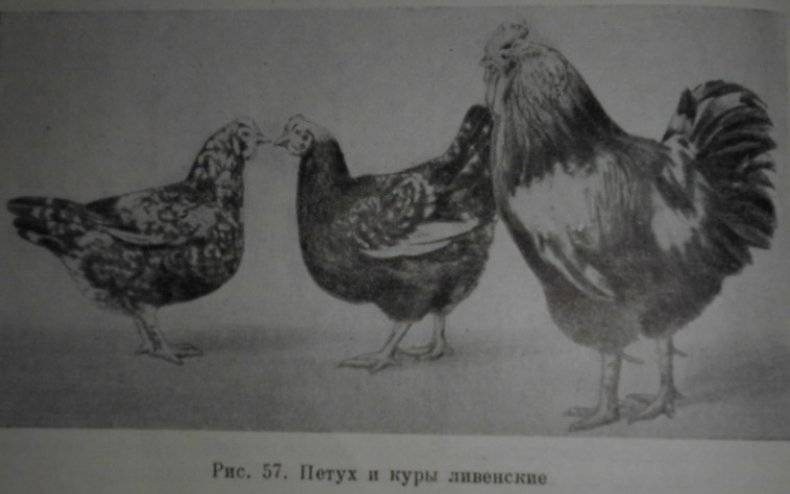 Маранди порода кур – описание с фото из Азербайджана