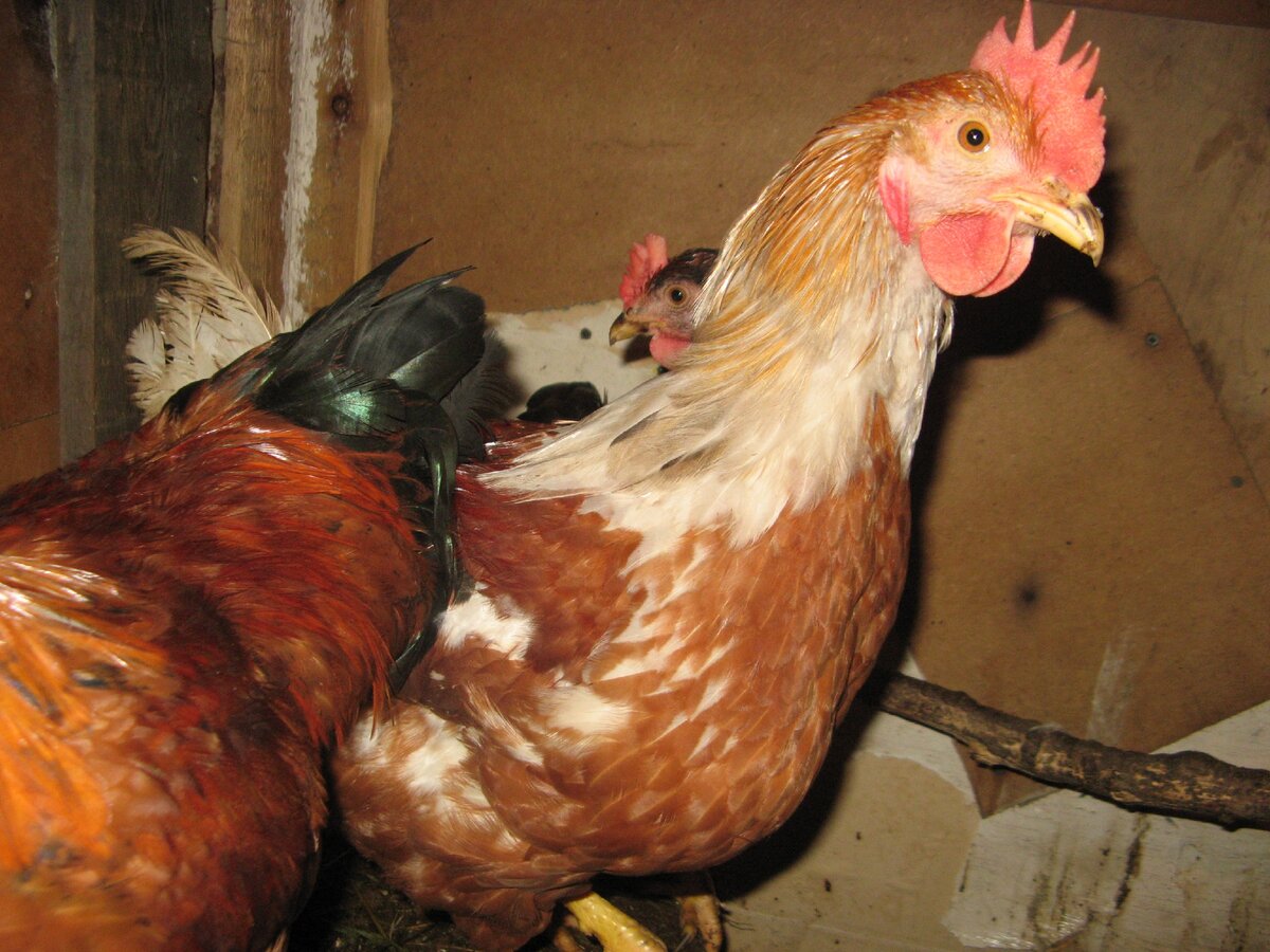 Султанка - мясо-яичная порода кур. Описание, характеристики, правила содержания и кормления, инкубация