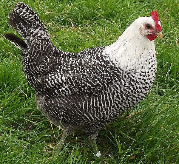 Брекель серебристый порода кур – описание, фото и видео