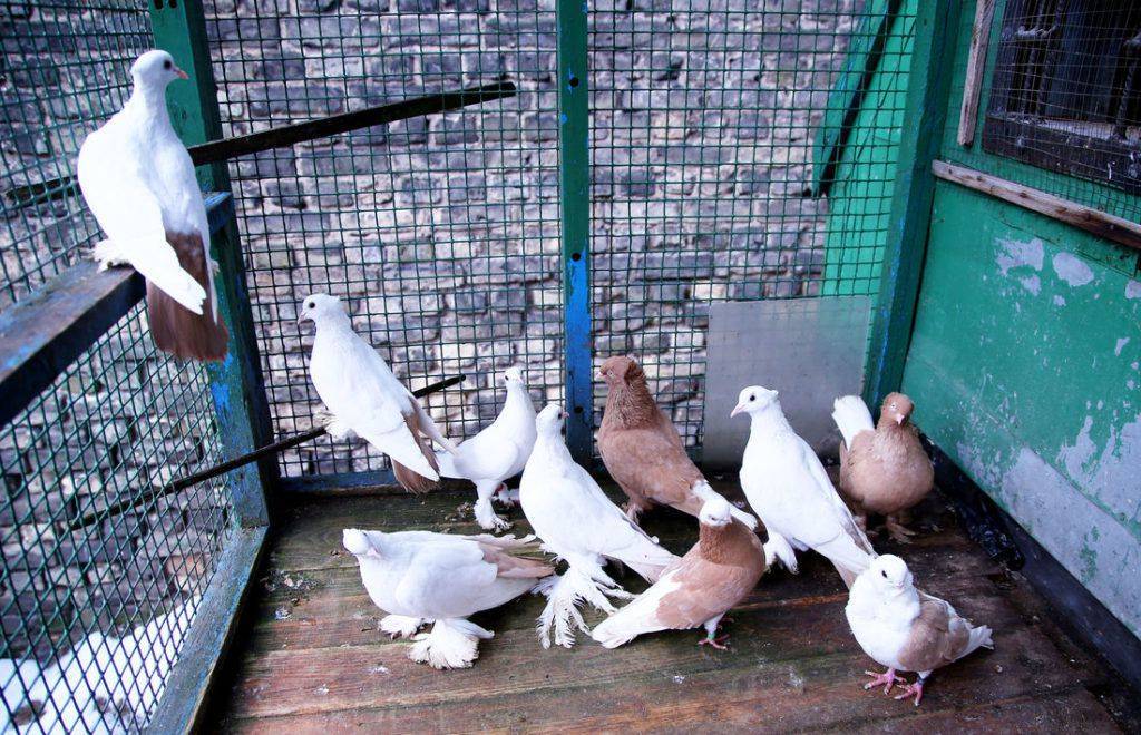 Разведение голубей на мясо, как бизнес: как организовать и найти сбыт