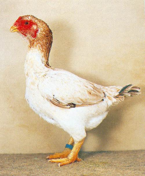 Ямато порода кур – описание с фото и видео