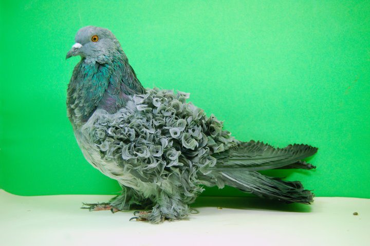 Кудрявый голубь: описание породы, декоративные характеристики, содержание