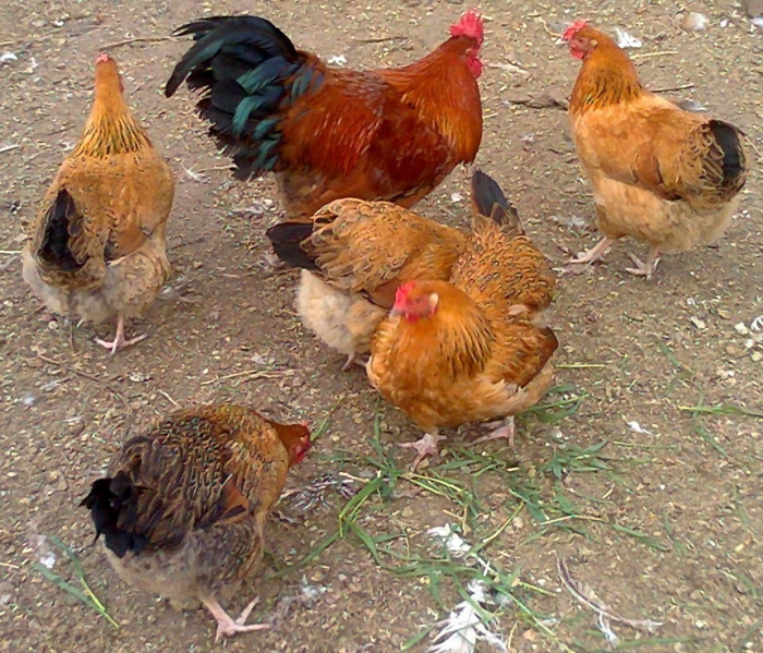 Как и чем кормить цыплят Кучинской юбилейной породы