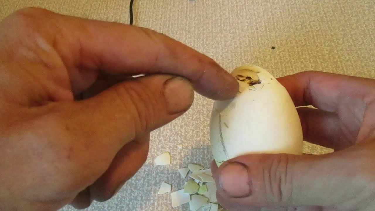 Почему падает яйцо. Цыплёнок проклюнулся с острого конца. Вылупление цыплят.