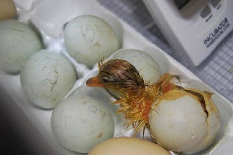 Чем утиные яйца лучше куриных? 12 плюсов и 1 минус