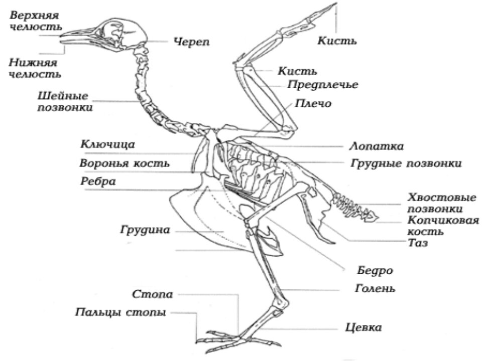 Анатомическое строение курицы: скелет птицы и устройство внутренних систем, правила разделки тушки