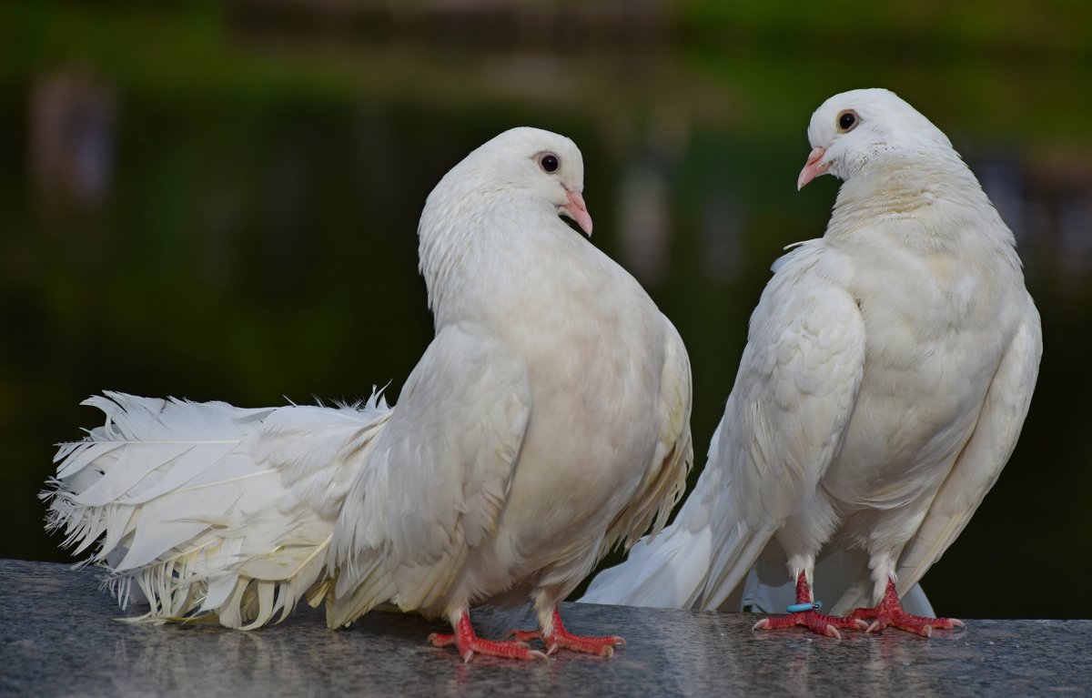 Породы белых голубей – чем примечательны, преимущества и недостатки