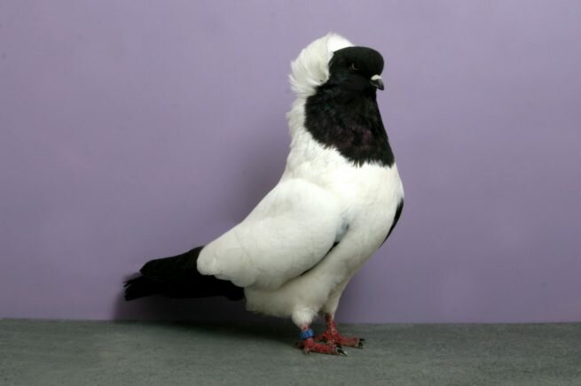 Снегири – декоративная порода голубей. Особенности и характеристики