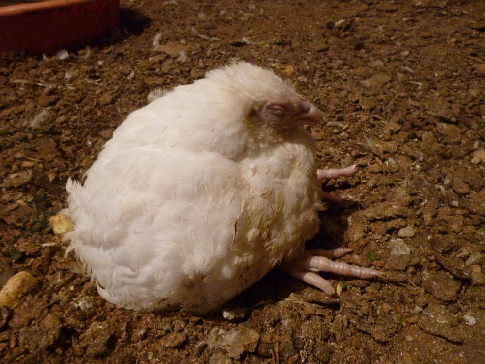 Лечение поноса у цыплят домашними средствами