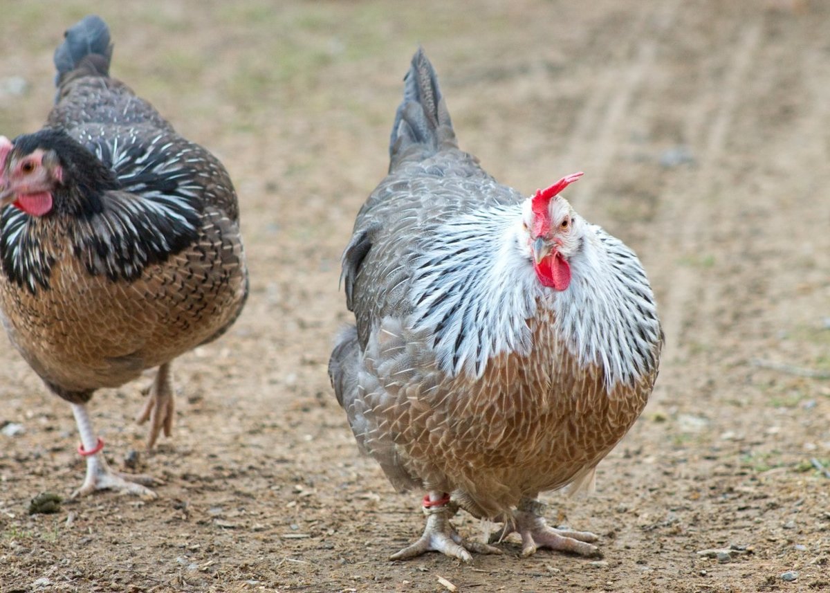 Курокашива порода кур – описание с фото и видео