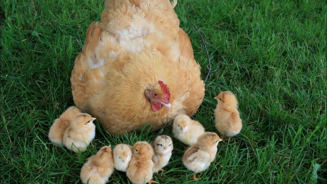 Как дед выводил цыплят в шапке и выращивал цыплят